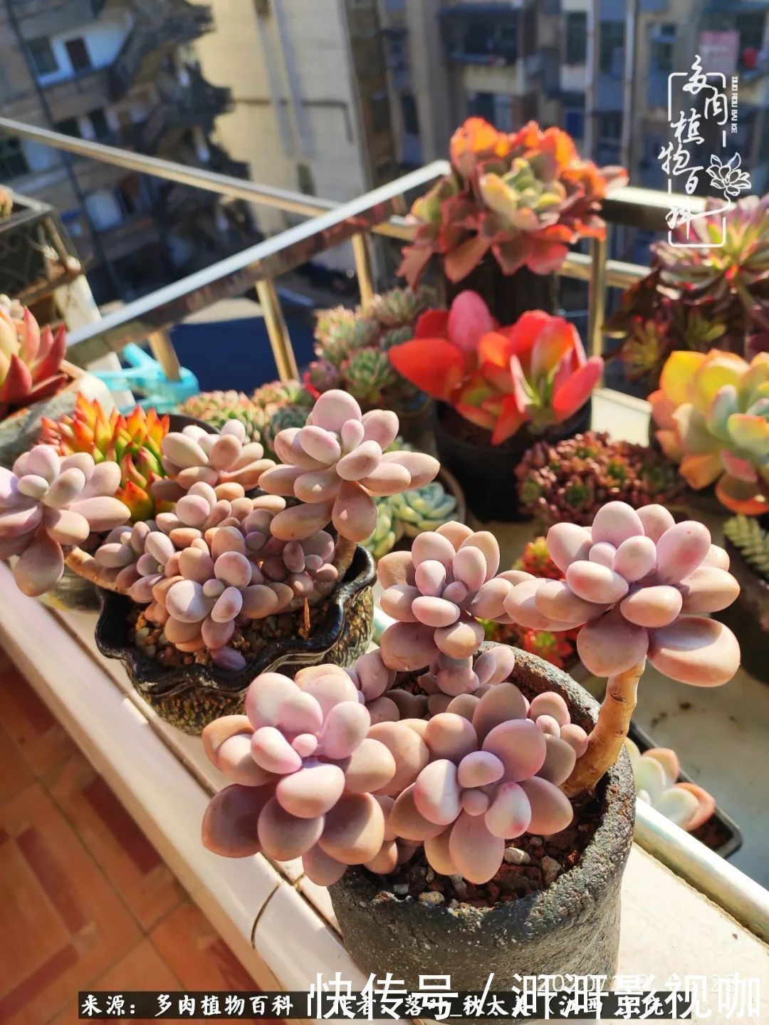 长势|为提升免疫力而养多肉植物,养肉后,体弱的我身体越来越好!