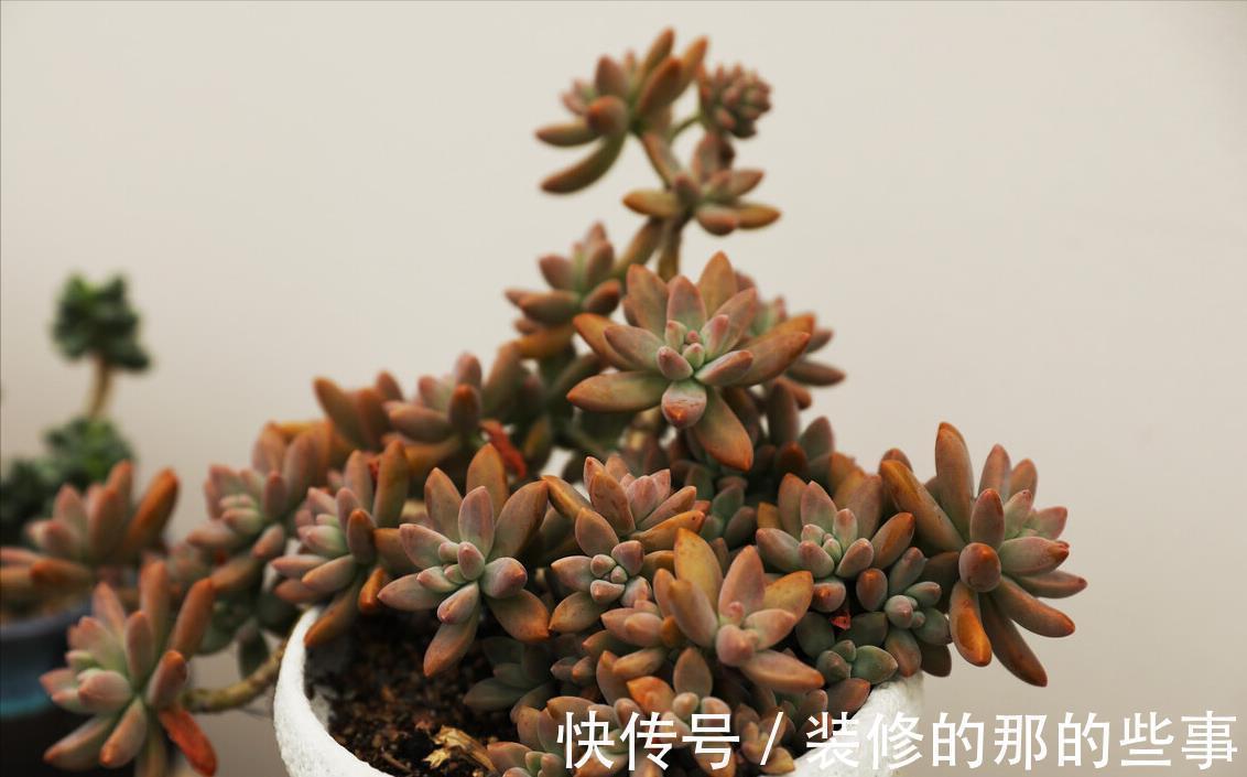 露娜莲|这8款多肉植物好看又好养,被誉为新手小白的福利!
