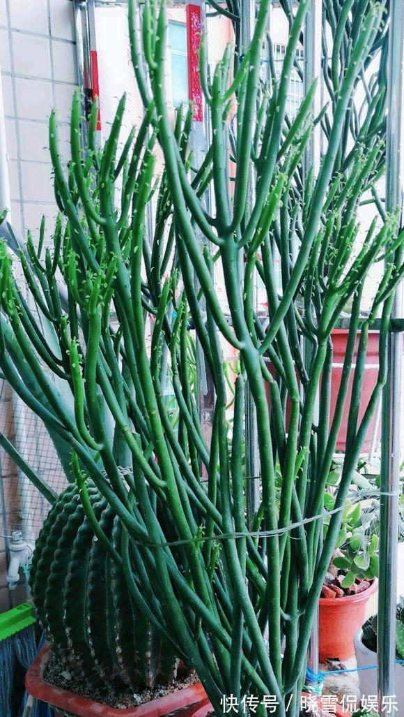 7种“漂亮花”,自带“储水器”,一个月不浇水也旱不死