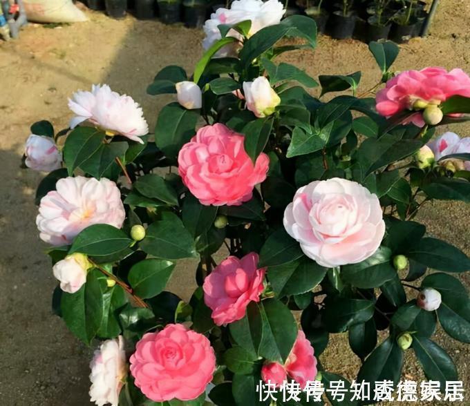 吉祥花|10大“吉祥花”适合养客厅，格调高，株型美，旺财又护家