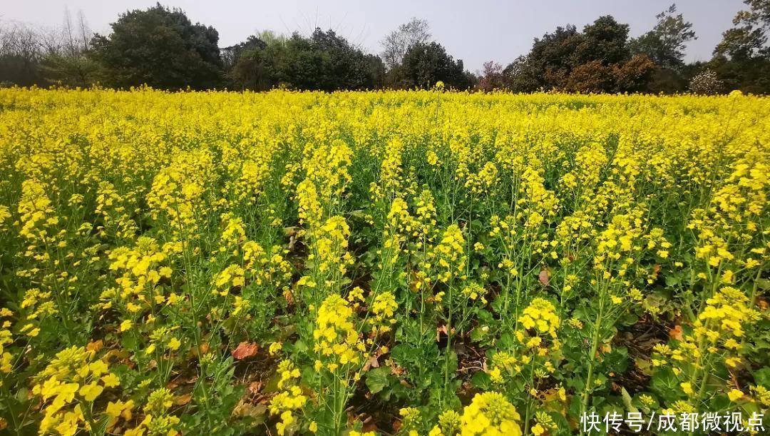 老年|双流这些“网红公路”火遍朋友圈！随手一拍就是大片