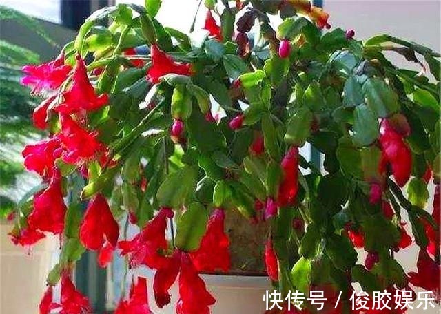 土壤|蟹爪兰花后养护很重要,仅仅修剪还不够,做好这4点,开花大又多
