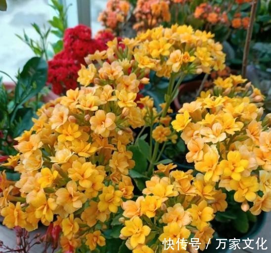 长寿花养一年就扔太可惜了,按此方法养,养成老桩,开花才漂亮