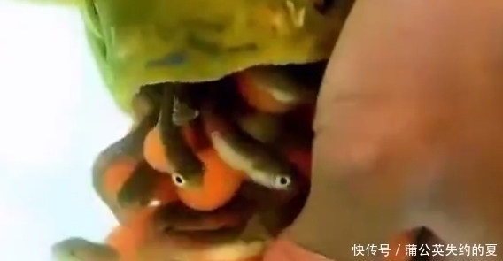 金龙鱼|小伙花数万买回一条鱼,回家却拒绝吃饭,弄开嘴一看价值上百万!