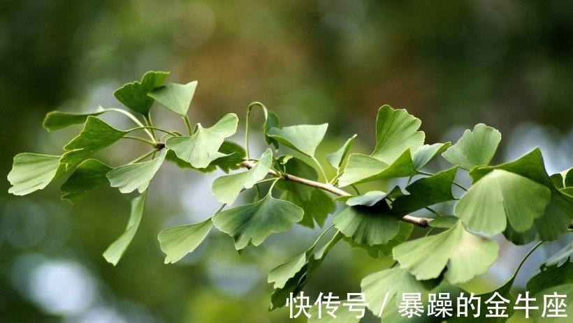 感情|桃花逆袭，红鸾归地，携手鸳鸯携手相伴.