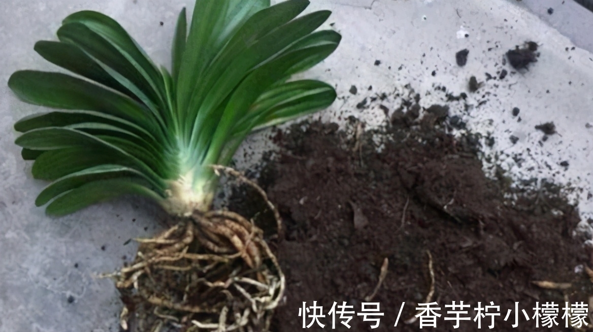 底肥|想换盆怕把花“换死”?教你一个“安全”的方法,换完快速生长