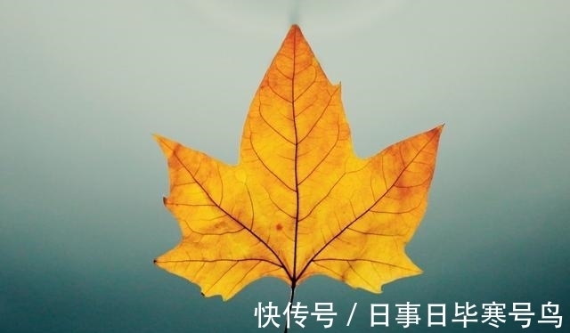 旧爱|桃花滚烫，爱不熄灭，旧爱回归，心动未改，重来相爱