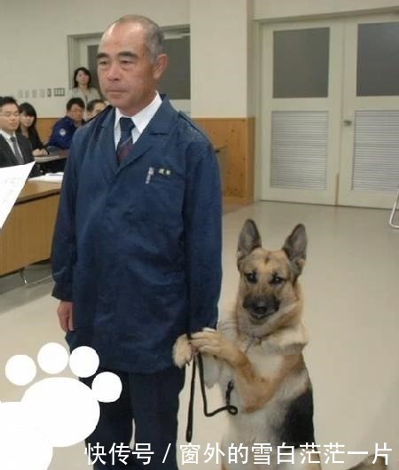 警犬破案有功受表彰 上台领奖时全程拉着主人手艾玛 好紧张啊 快资讯 警犬破案有功受表彰 上台领奖时全程拉着主人手艾玛 好紧张啊 快资讯