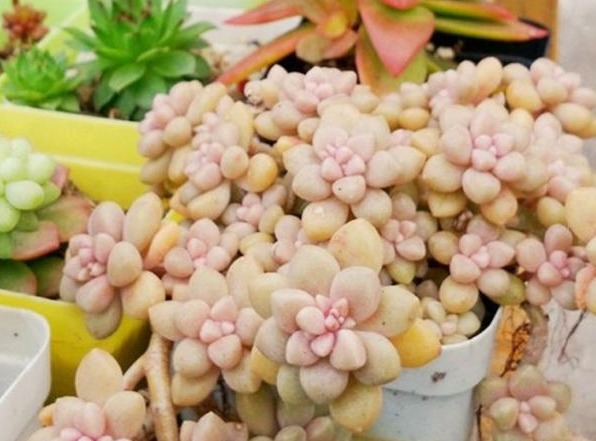 新手养花,入手这“3种”多肉,好看又易活,一年四季爆盆不断