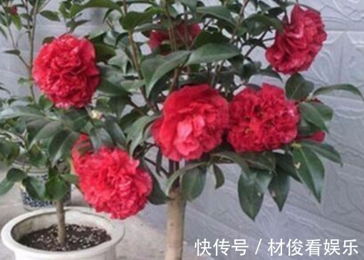 茶花|养花“学会1招”，盆里埋上“它”，枝叶呼呼窜，养啥都“爆盆”