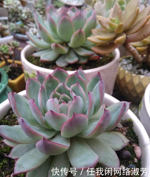 养多肉,不讲究,风风雨雨,依然安好