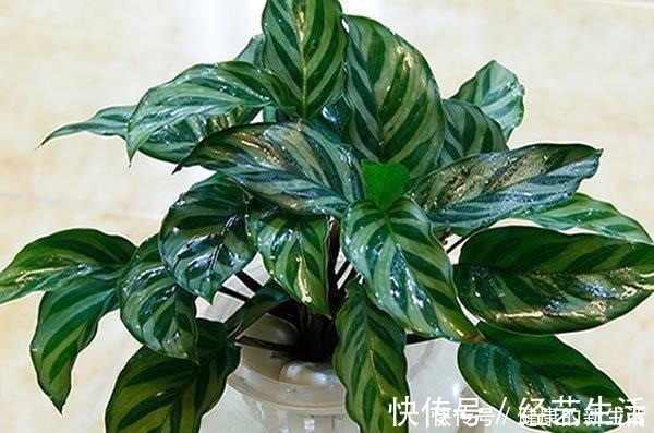 种花|这5种花,天生不能晒,一晒就黄了,不信你就试试!