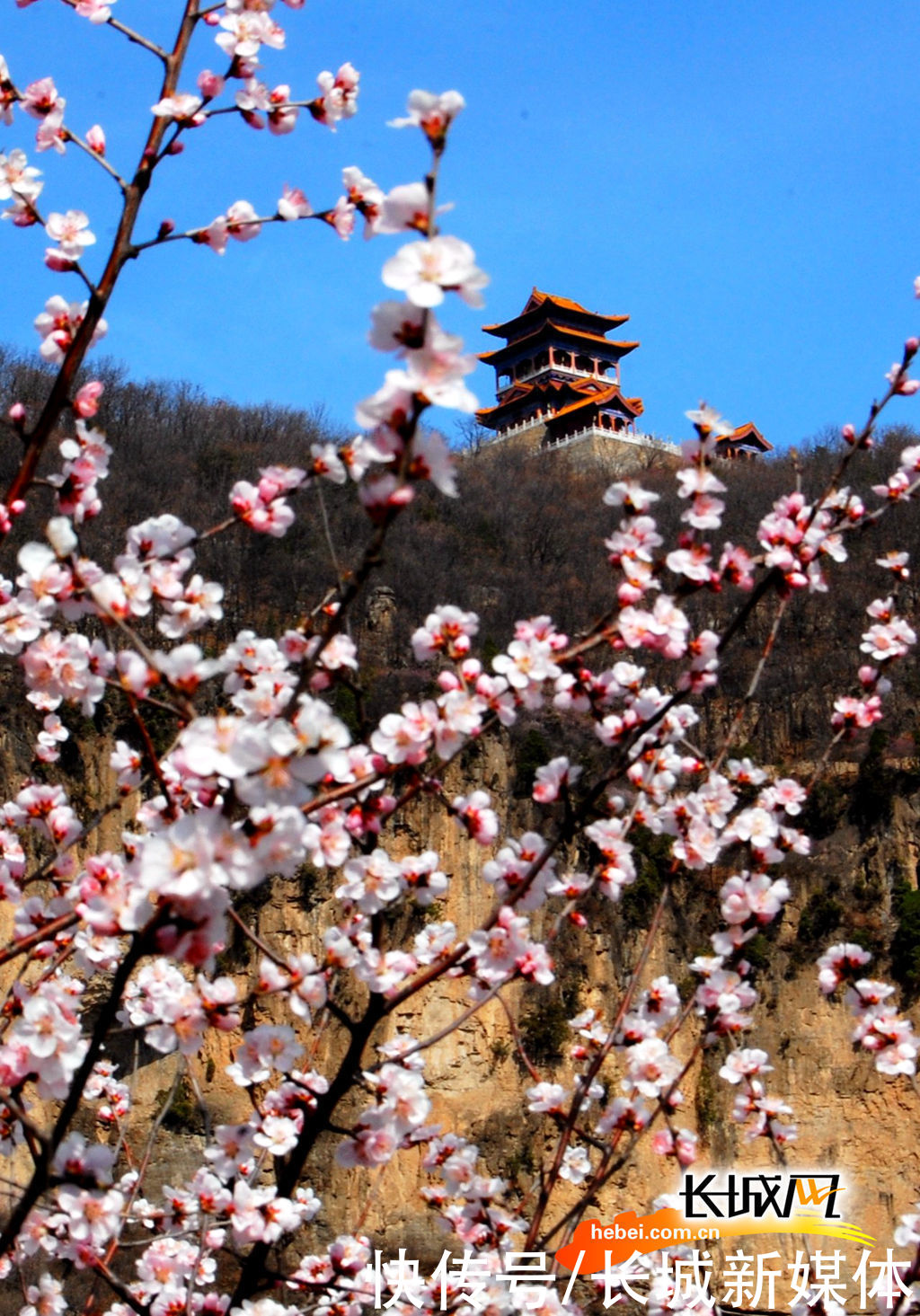 「高清组图」花开燕赵·美丽河北｜花开天桂山