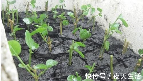 落花|茉莉花有“3怕”,不知情的话,就会黄叶和落花,您别忽视