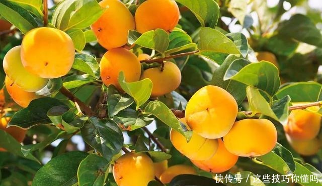 盘点厉害的水果品种推荐