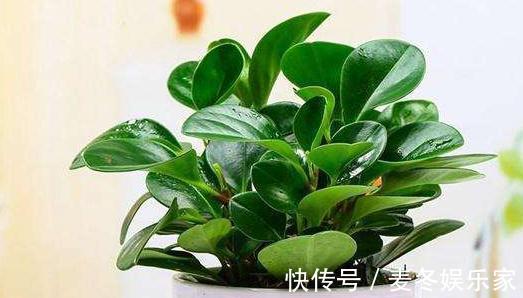 豆瓣绿|叶片油绿肥厚的豆瓣绿，夏季养护有技巧，不黄叶不烂根
