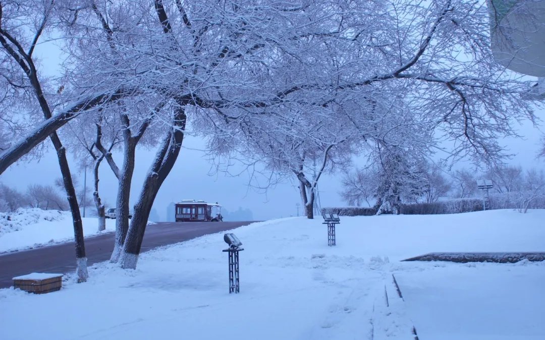 张舒越|迟子建：雪山的长夜