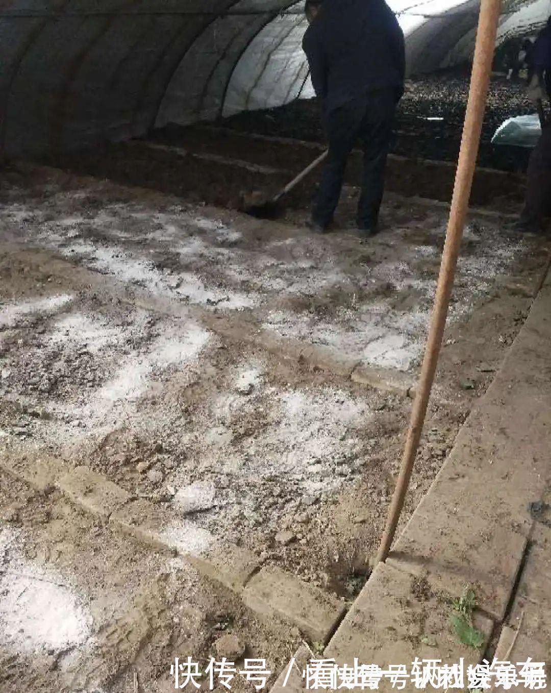 生石灰|养花技巧：花盆里出现这个，抓紧换盆，不然一浇水就死翘翘