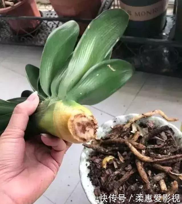 君子兰有“6怕”,难怪总是养不好,新手规避