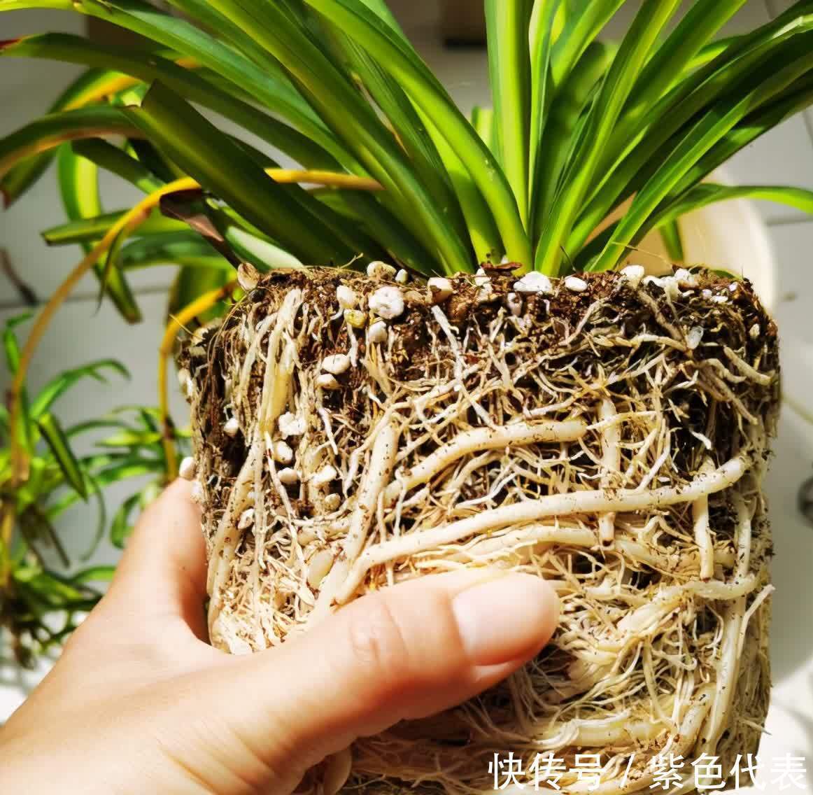 长寿花|立秋后,3种花要及时“翻盆”,不然影响“生长”和开花