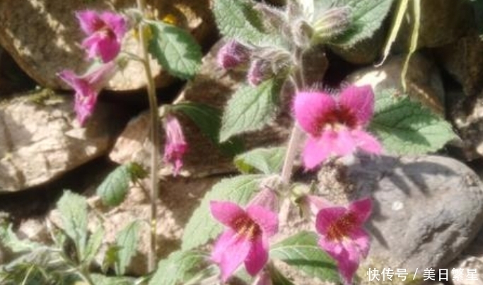 它是“四大仙药”之一,若长在你家屋顶,是你福气,别以为是杂草