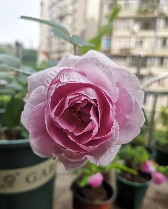 超级丰花|真的是蓝色系月季里的扛把子，赶紧入一棵，保证你吃不了亏