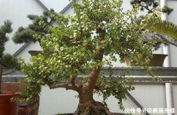 盆景|还养花现在很多人都养这“1种绿植”,枝干一变粗,就值钱了!