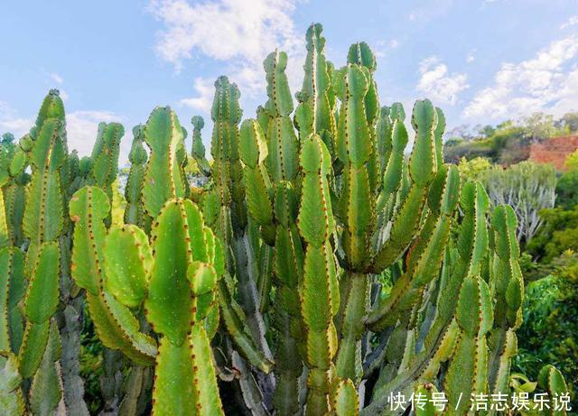 浇水|仙人掌都能养死,那你真是个“高手”,是不是“勤快”用错地方了
