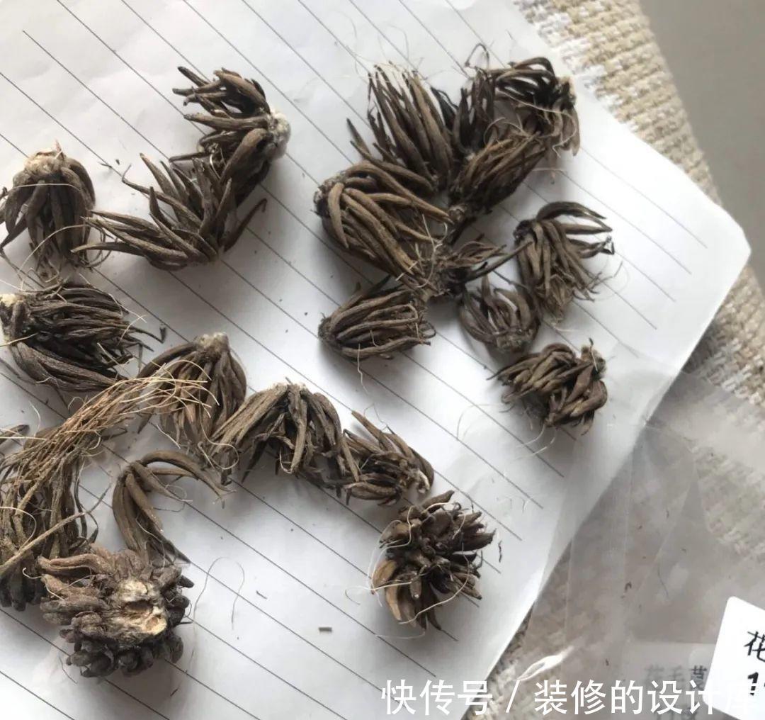 芦荟|8种花像“老母猪”,种一棵,生一窝,多得没地方养