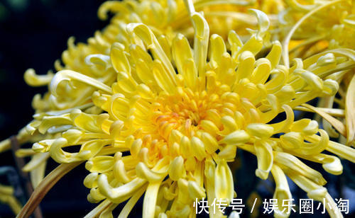 功效|中药：菊花的功效与作用！