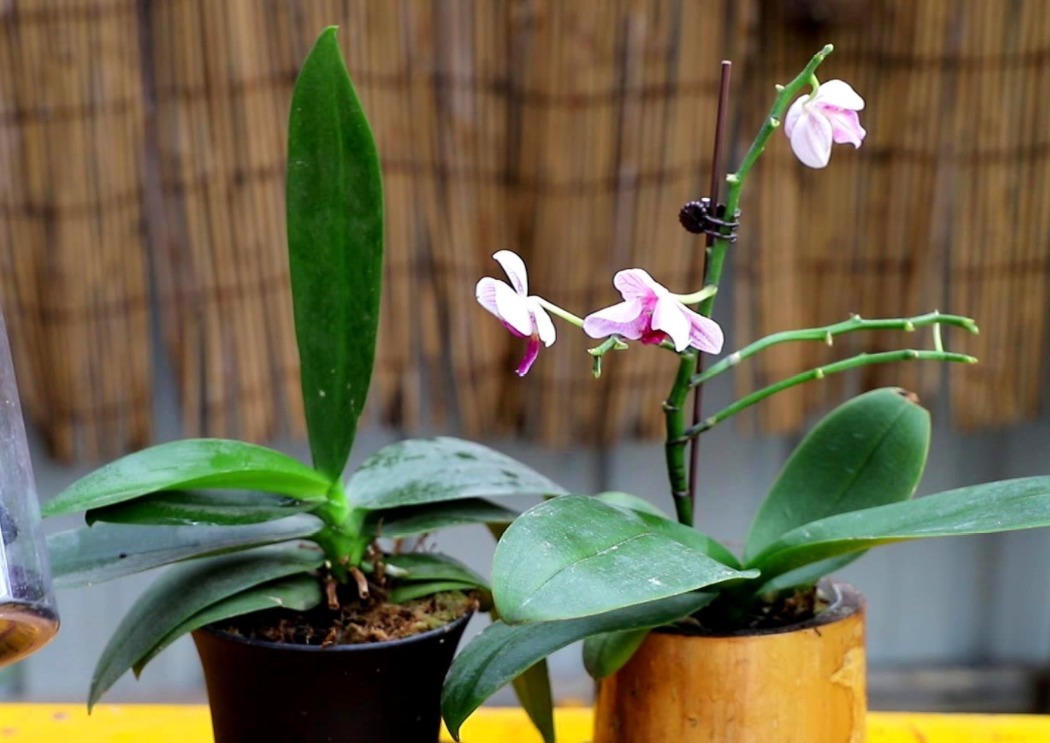 土质|养花,戒掉这些坏习惯,养啥花都简单,爆盆不成问题