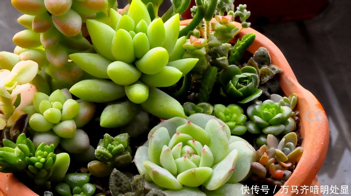 多肉叶子干瘪、皱巴巴就自查下这3方面里哪点没做到位