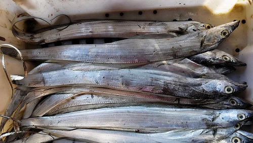 这4种海鱼就很适合大家,吃比猪肉营养,价格也便宜,别错过