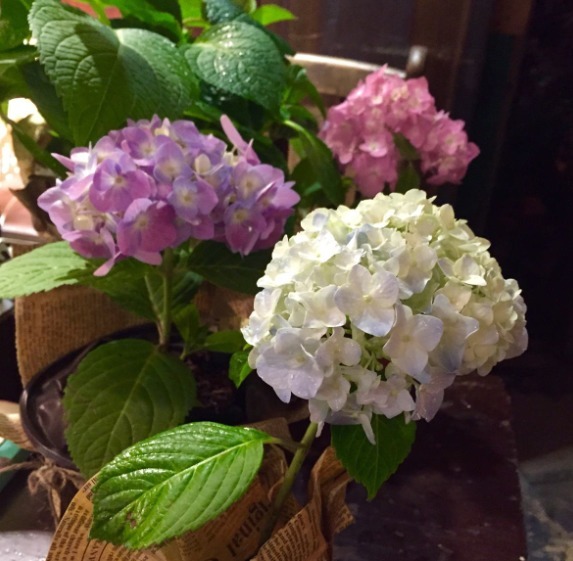 有“3种花”,养在阳光下面,才能长得枝繁叶茂,夏季再晒也不怕