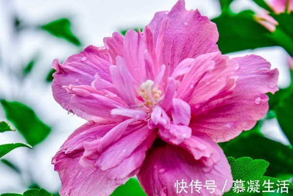 吃法|68种野菜图片，教你认识不同的野菜和吃法，你想要的野菜这里都有