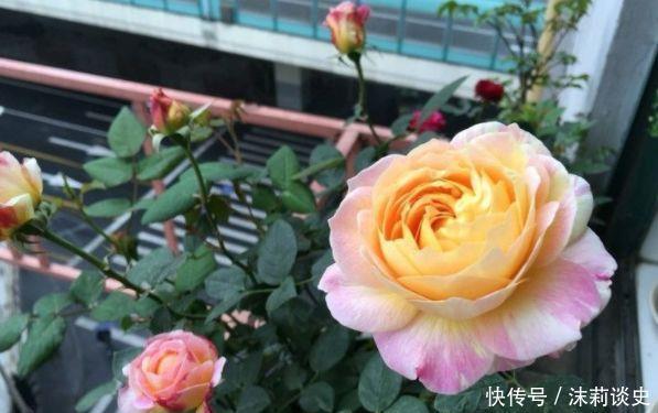 适合新手养护的4种花，花香沁人心脾，阳台开成百花园