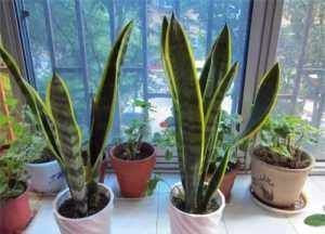 虎皮兰生长缓慢教你3个养护小妙招,轻松爆盆长小芽