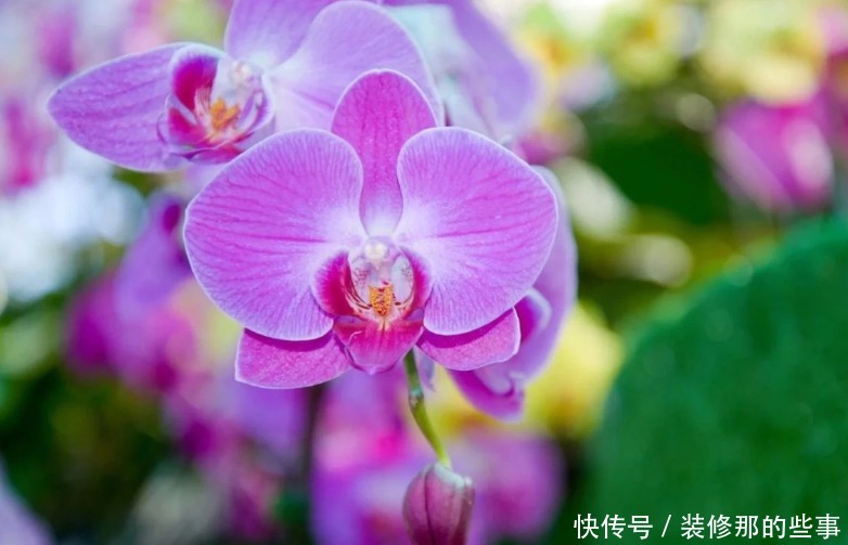 4种花高贵优雅,看了就让人沉醉,花开就爆盆,漂亮又好养!