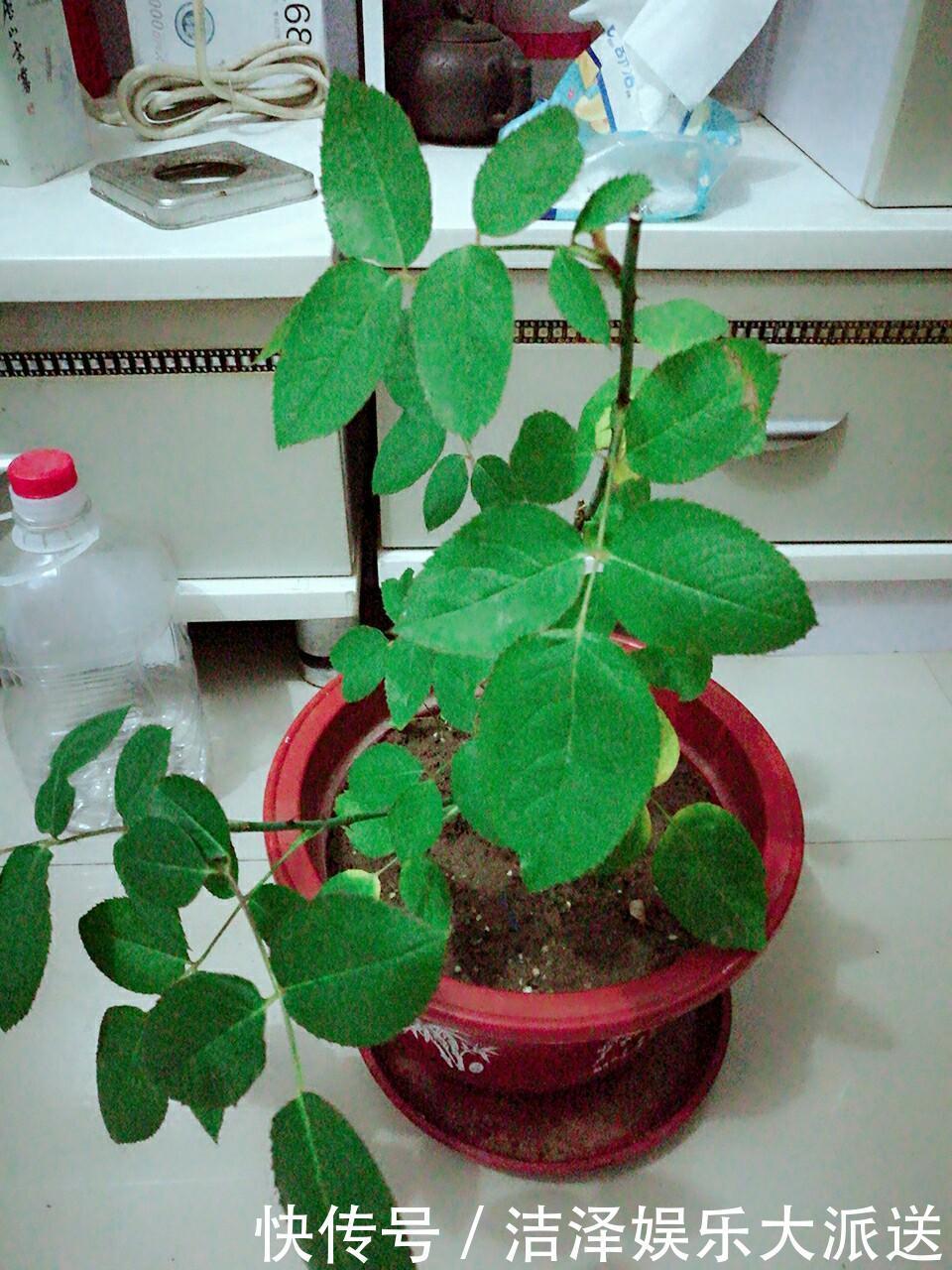 土壤|月季剪剪枝，蹭蹭长还不招虫，夏天开爆阳台！