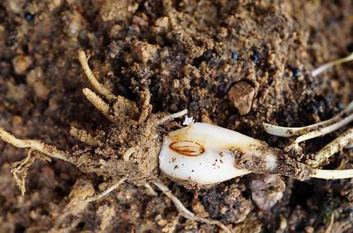 农民朋友|农村一种埋土里的野果,过去2毛一碗抢着吃,如今却要50元一斤