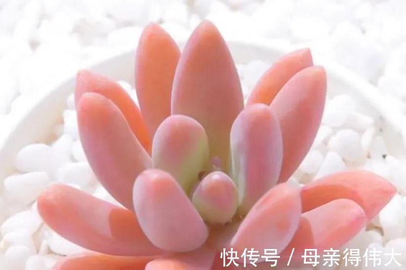 最好养的3种多肉,适合阳台党,上色快又漂亮