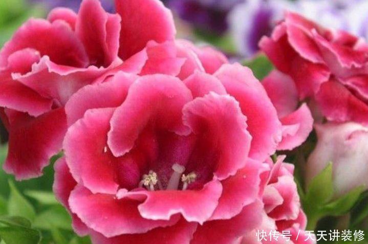 几种花期最长的花卉,一年四季开不停,每天都有花赏