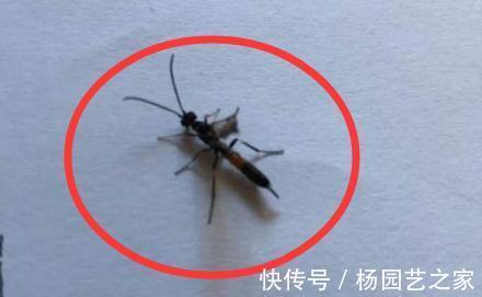 月季|月季的嫩枝垂头了怎么办，先别急着剪