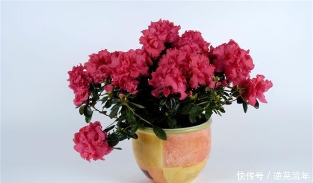 “难养”花草名单已公布,是有些花友的最爱,劝你早放弃!