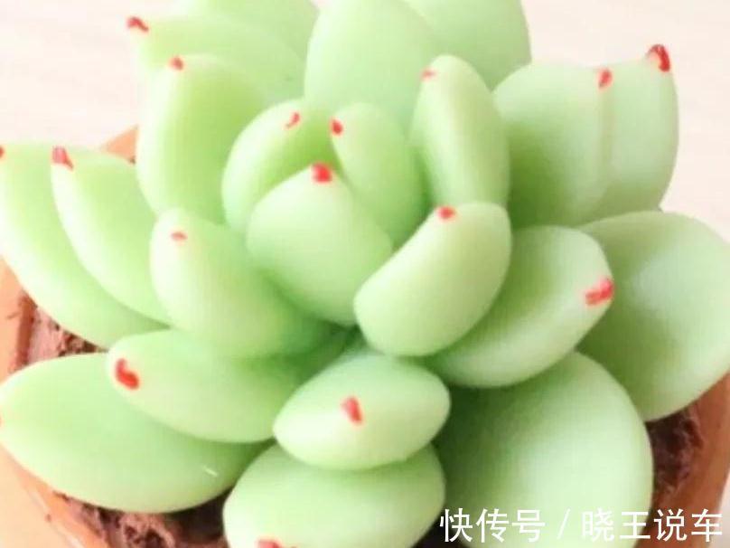 花生壳养多肉不烂根，长势好，株型肥美又漂亮