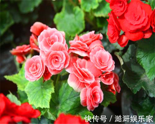 四季海棠不好养教你3个养护小妙招，花开爆盆满屋香