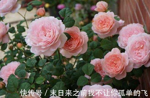 秋天给月季浇点这种水，不黄叶不生病，花苞长不停！