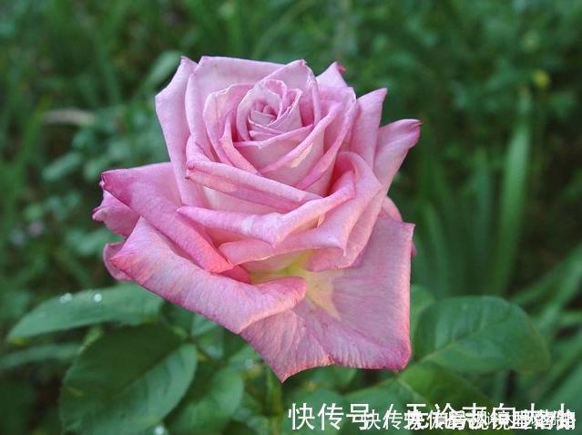 月季|20款紫色月季品种。浓香、抗病非常好养,天然紫色唯美盛开