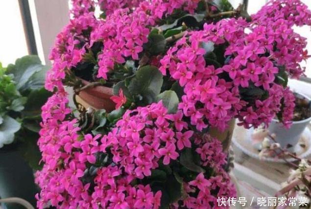 给长寿花“吃点肥料”,春节花苞特别多,大苗小苗肥肥壮壮