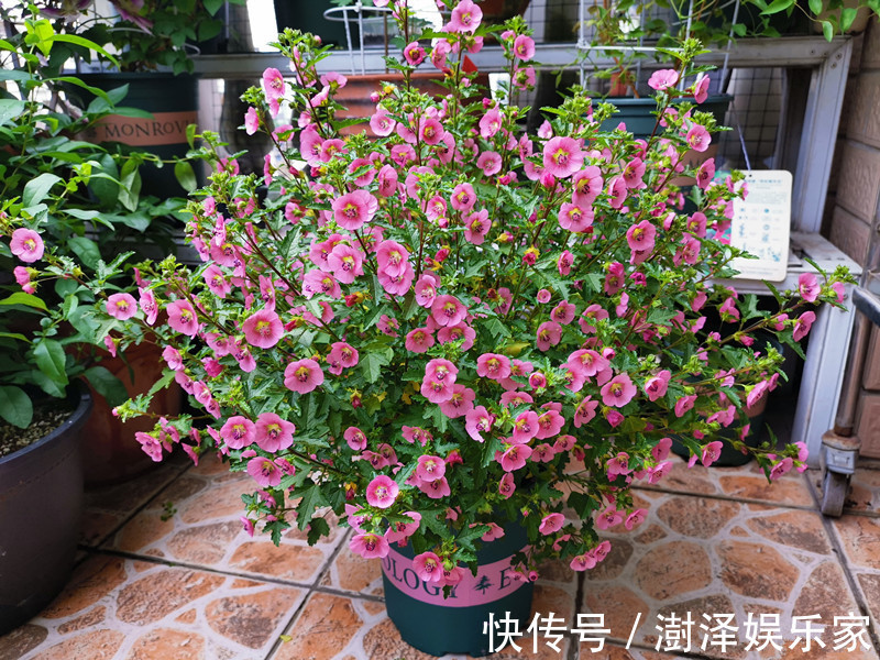 夏天|盆栽小木槿如何度夏教你几招,可使安全度夏,全年花开不停